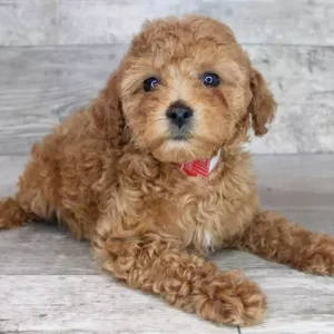 Cavapoo